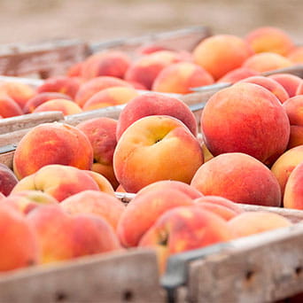Fruta, Reyno Gourmet 